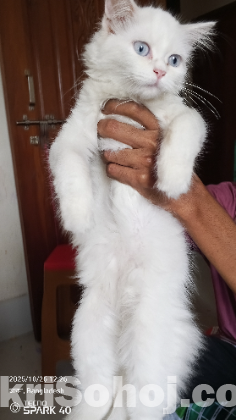 পারসিয়ান ক্যাট